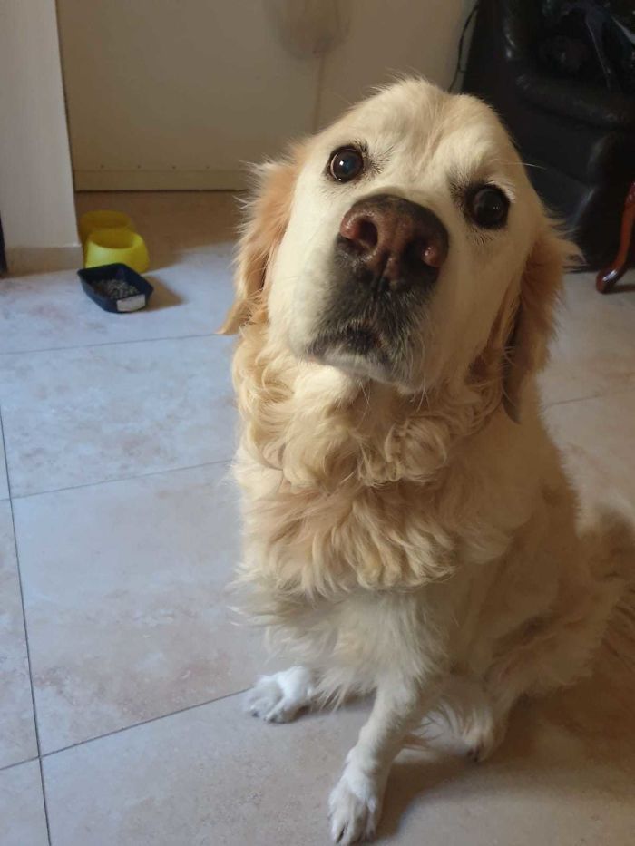 Just Wanted To Share My Beautiful Dog. He Doesn't Have A Sad Story Like The Rest Here. He Is 10 Years Old And In Perfect Shape