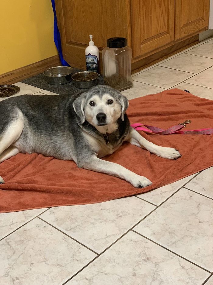 My Old Lady Pixie Will Be 16 This Year