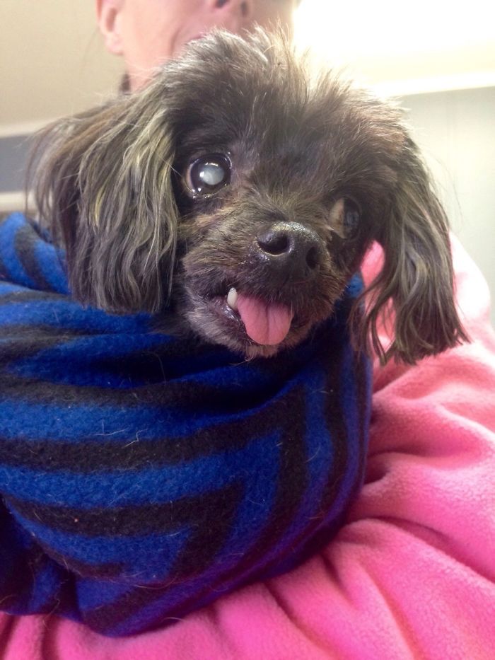 Senior Shelter Resident Minny Just Wants Love From Anybody