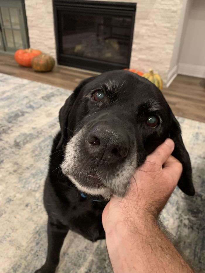 She’s Old, She’s A Little Fat, She Snores And She Farts, But She’s A Good Dog