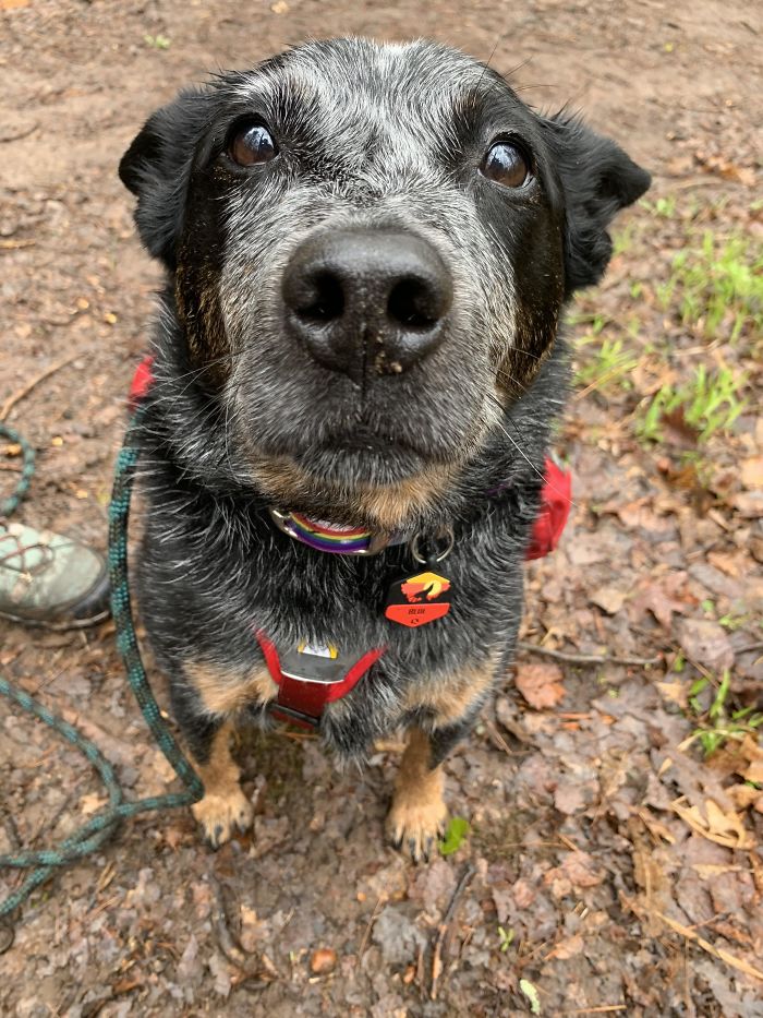 Almost 10 Years Old And Still Has Those Puppy Dog Eyes