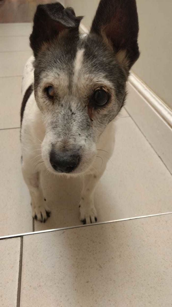 Say Hi To Woodruff Wood B. Woofington - Woody For Short. We Adopted Him Last Year Thinking He Was 10 Years Old But His Vet Says He's More Likely To Be About 16. He Just Goes About Doing His Woody Business (Mainly Sniffing, Eating And Sleeping) And We Love Him So Much