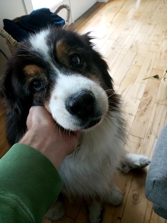 My Trusty Coworker. Turns 14 This Summer. Getting Near The End Of The Road So Really Nice To Be Home With Her All The Time