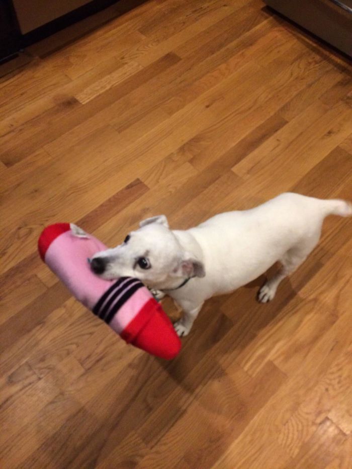 Old Girl Luna (14/15-Ish) Hasn’t Shown Any Interest In Toys In The Past Few Years. But Yesterday, She Picked Up This Crayon And Carried It Around For A Few Minutes. It Melted My Heart