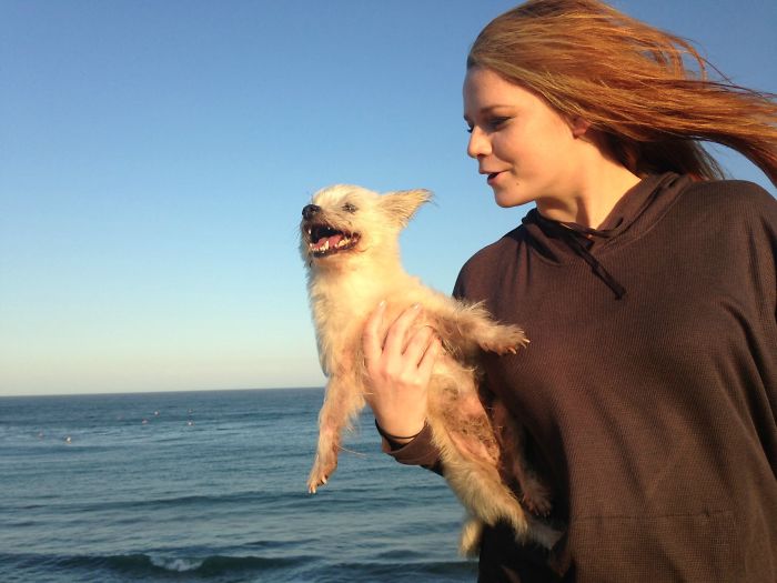 This My 14-Year-Old RSPCA Rescue Dog Harry, He Loves The Ocean