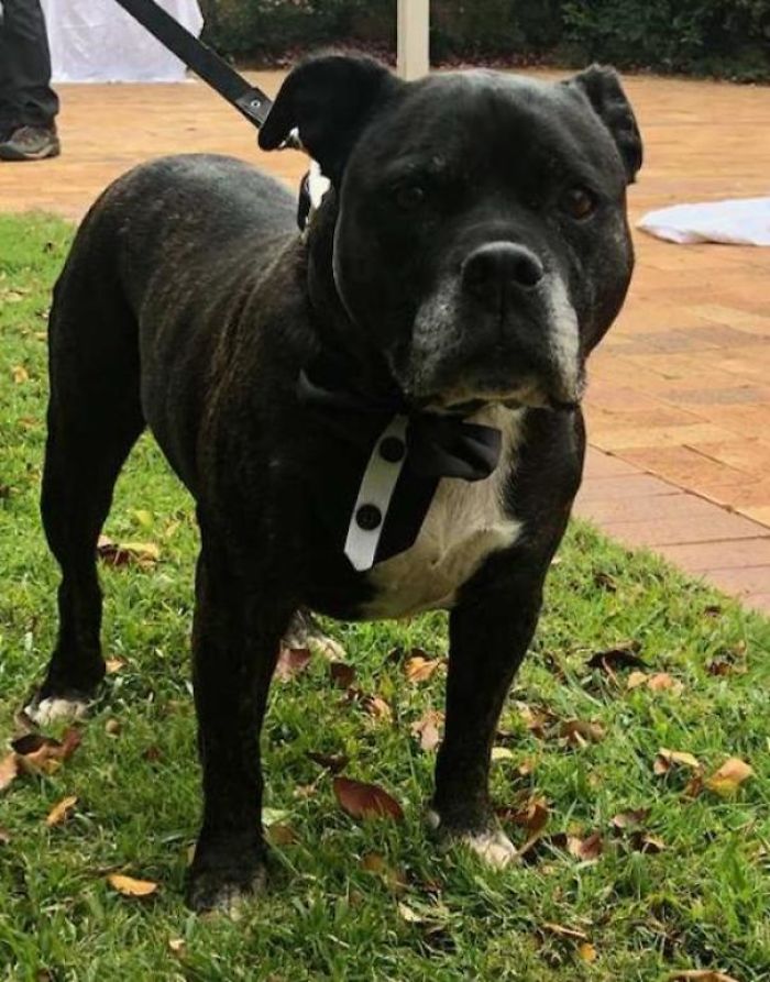 Old Man Noodles (12) Walked Me Down The Aisle At My Wedding