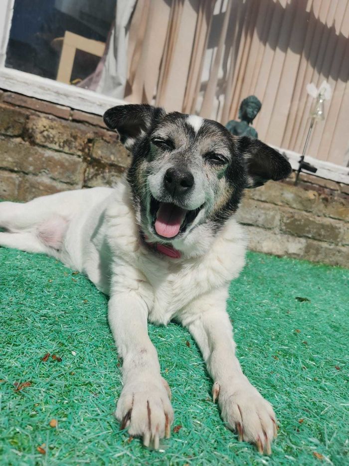 Been Inspired To Post My Old Girl, Molly, Who's Still Chasing Cats And Birds At The Ripe Old Age Of 18