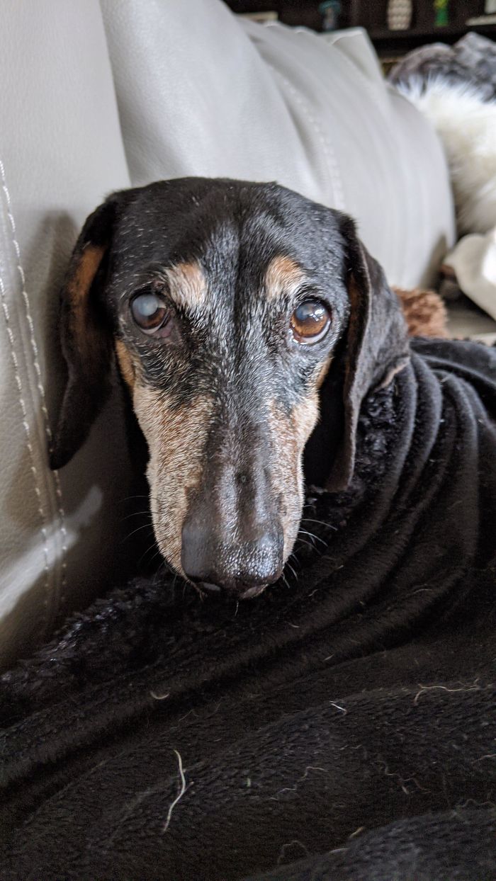 Old Man You-Who (15) Aka "Momma's Little Sweetie Pie" Looking Very Distinguished