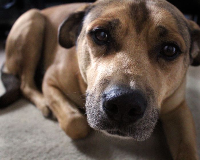 Gibs Is 10, But He's Had His Old Man Personality Since He Was A Pup