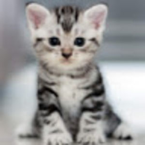 vivianlaetsch avatar