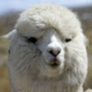 marissawyatt_1 avatar