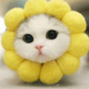 lilygarcia-ortega avatar