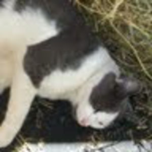 devjacaiorabeach avatar