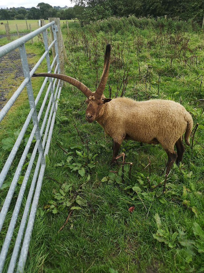 A Ram When It's Horns Haven't Curled Around