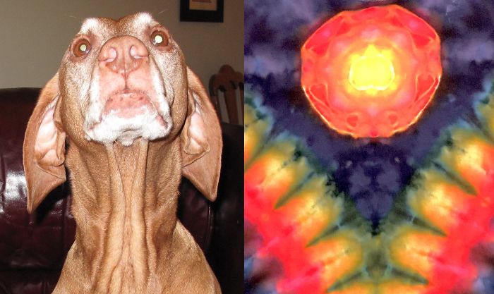 My Best Friend For 14 Yrs. I Lost Him 8 Years Ago, He Came Back To Me In A Tie-Dye I Just Made