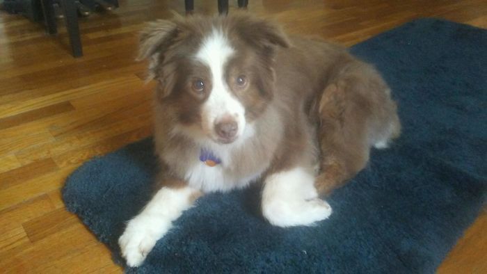 Every Time He Gets A Haircut People Ask “How Old Is Your Puppy?” He’s 14 And Adorable