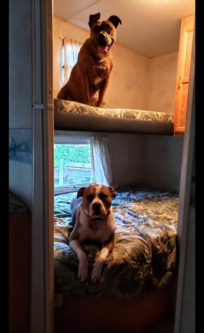 My Parents Sold Their Camper Recently. The New Owners Sent This Picture To My Mom Of Their Girls Picking Out Their Beds