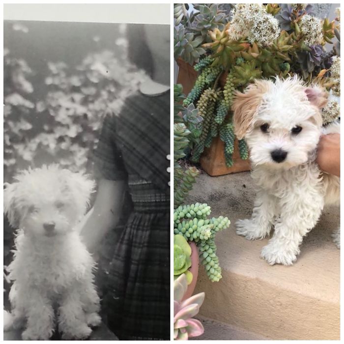 My Mom Told Me Her Doggy Was Just Like Mine, Today She Proved It