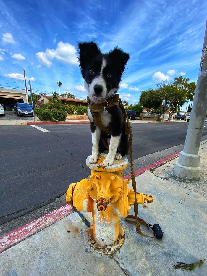 My Border Collie Puppy Likes To Jump Up On And Sit On Random Things. This Is My Favorite So Far