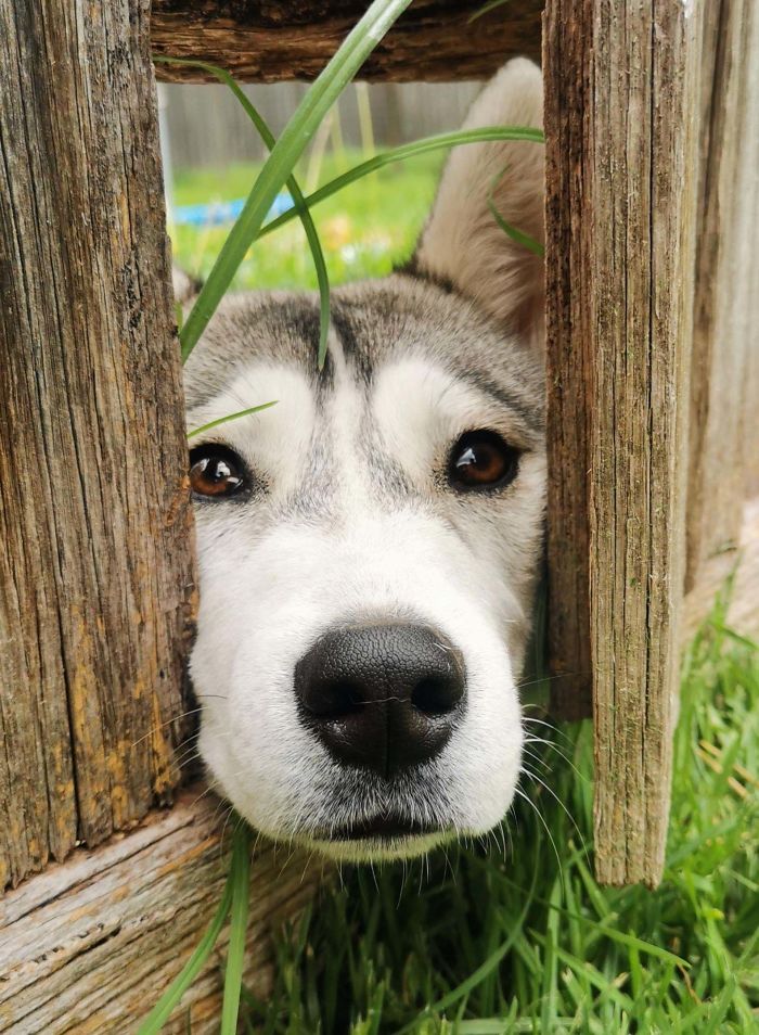 My Neighbour's Dog Peaking Through The Fence To Say Hello