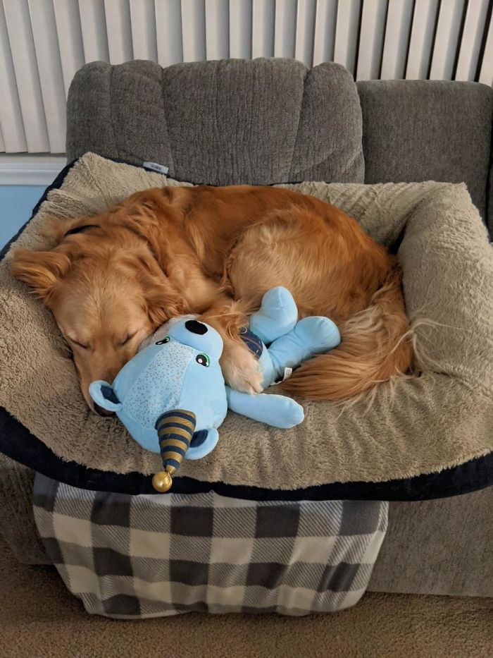 Moved His Bed So I Could Vacuum And Came Back To This