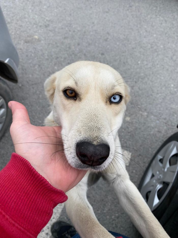 This Rad, Super Friendly Stray Dog
