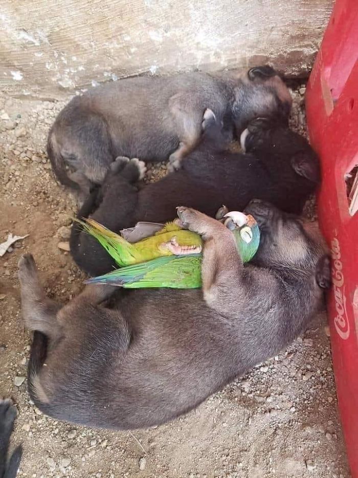 Four Friends Taking A Nap