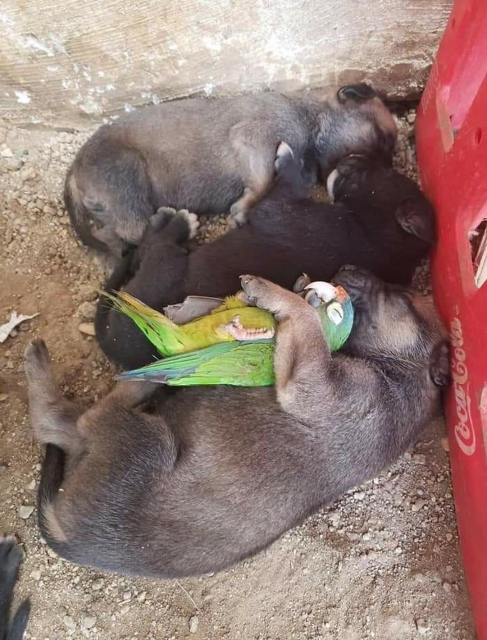 I Kept Looking For Charlie, Found Him With The Puppies