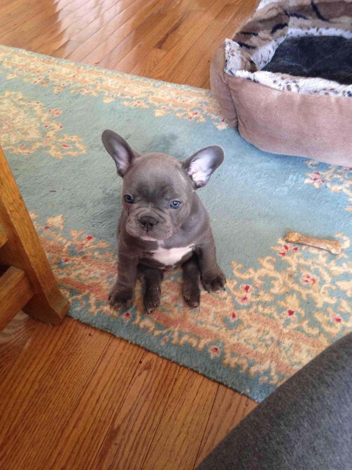So's Grandma Got A New French Bulldog Puppy. This Is How He Sits