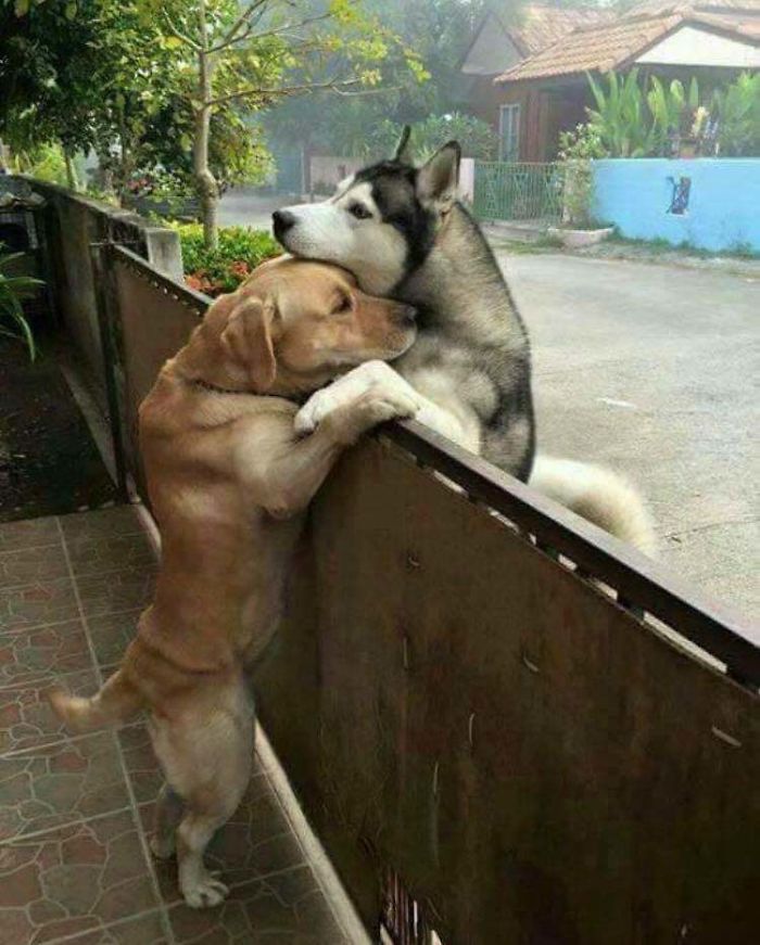 True Love Knows No Fences