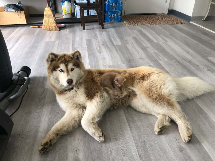 We Have Four Kittens And He Only Lets This One Sit On Him... Guess We Know Which One We Gotta Keep