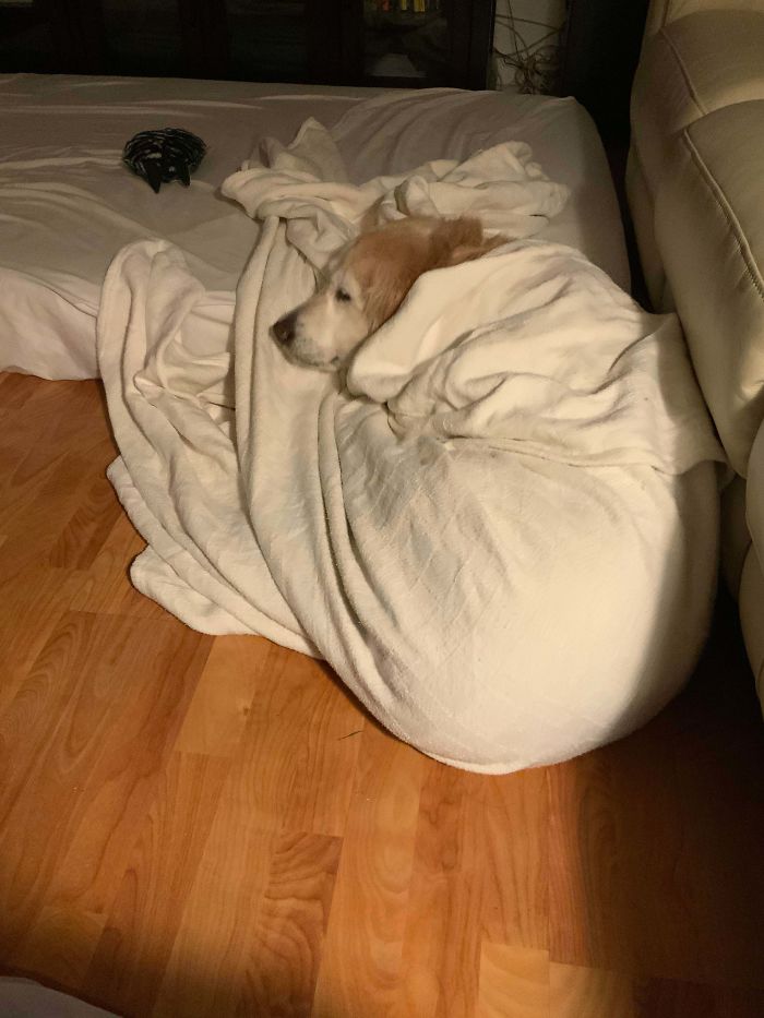 Our Old Man. He’ll Be 14 In September. He Was So Happy Snugged Up In The Blanket