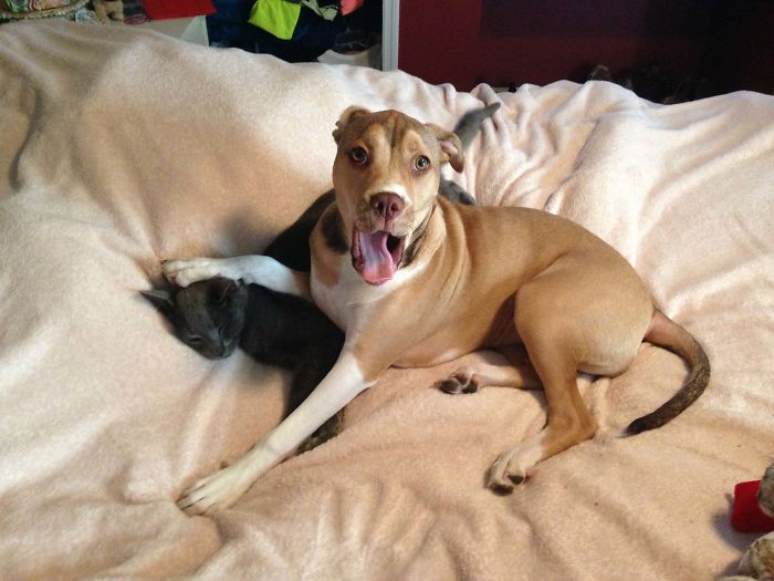 My Pitbull Is Obsessed With Our Cat And Annoys Him Constantly. Last Night I Caught Her In The Act.