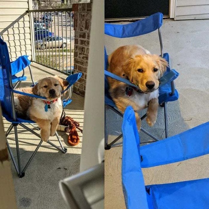 This Quarantine Pup, Buddy, Has Grown A Lot In 8 Weeks!