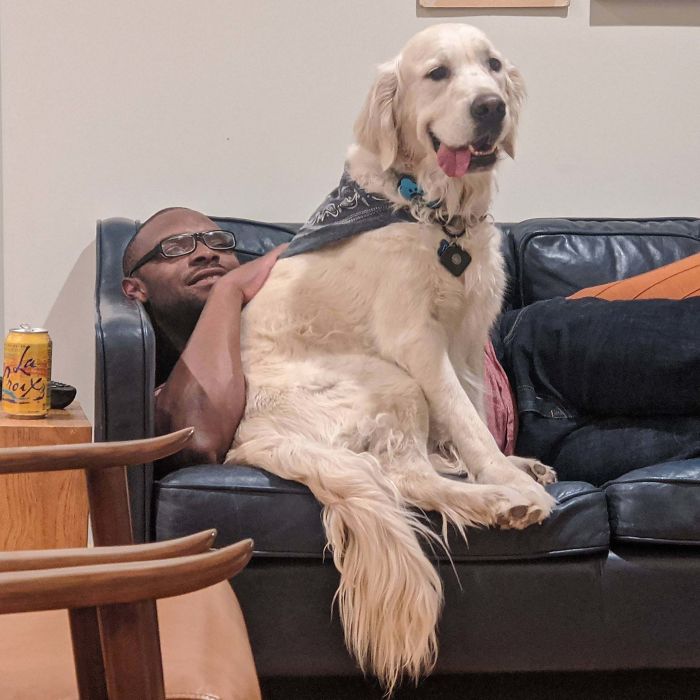 My Big Dumb Golden Just Absorbing The Pet Energy