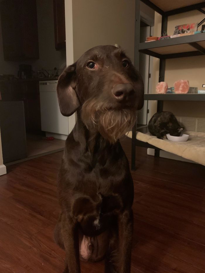 Teddy Has Been Working On His Quarantine Beard. What Do You Guys Think?