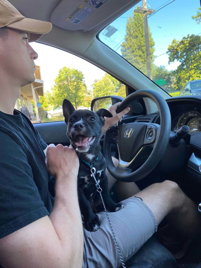 After 6 Years Of Living In Apartments That Don’t Accept Animals, My Wife And I Finally Moved And Were Able To Get A Dog. Reddit, Meet Gus