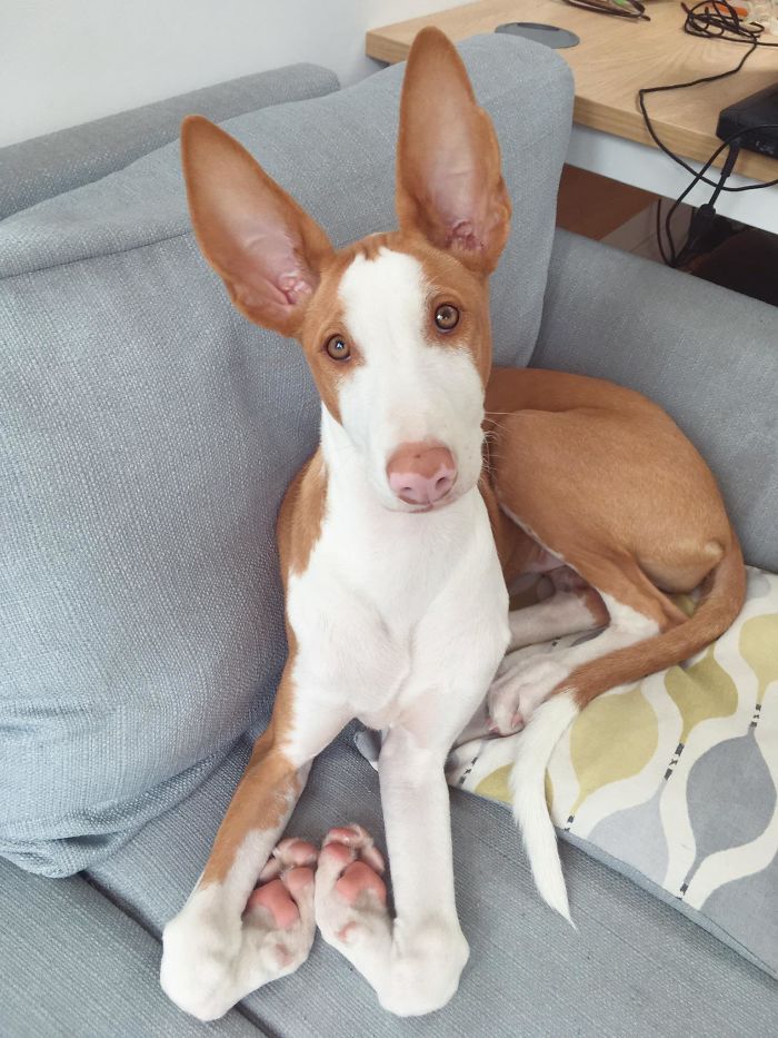 Lady Marmalade And Her Fancy Paws