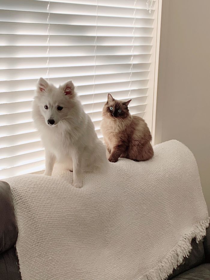 My Dog Is Obsessed With My Cat And Likes To Hang Out Wherever The Cat Hangs Out
