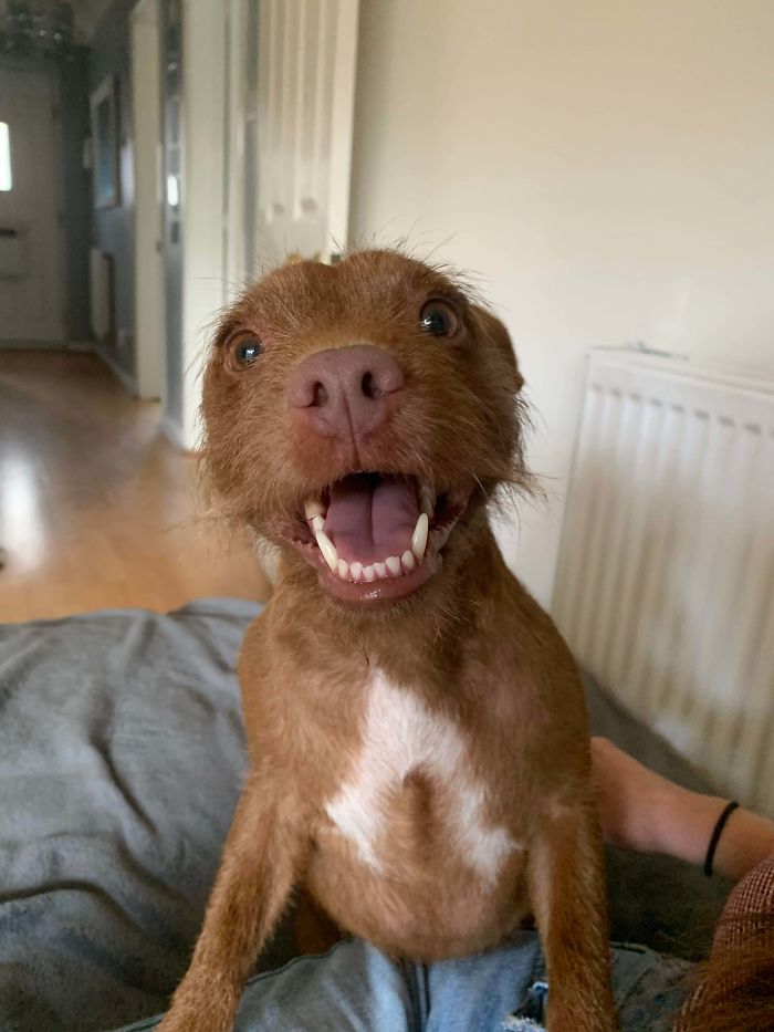My Anxious Dog After Making Her First Doggy Friend