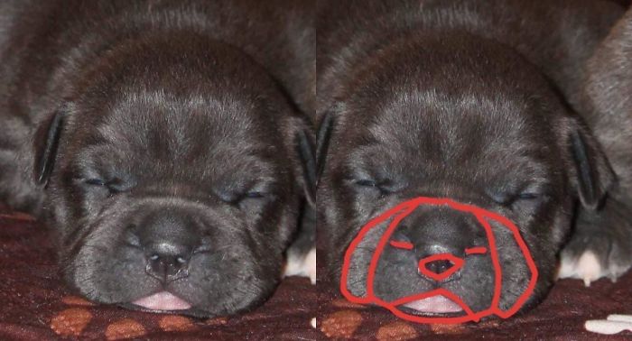 Puppy Inception