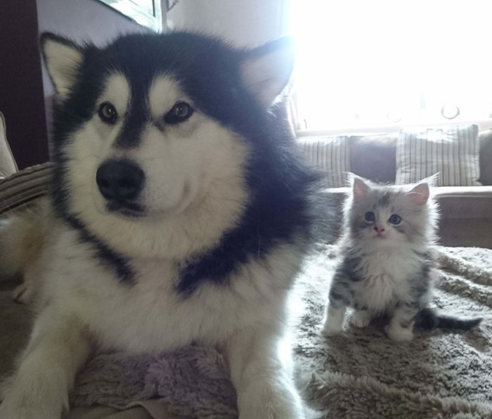 Niko Has Become A Proud (Surrogate) Father