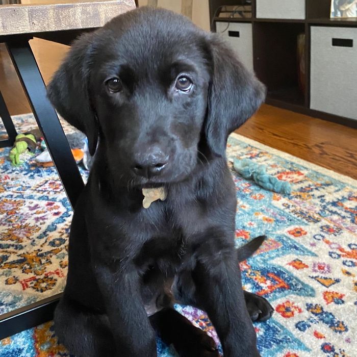 Despite My Pleading, My Parents Never Let Me Have A Dog. At 26 Years Old I Finally Get To Share My Life With A Furry Friend. Welcome Home Rocky.