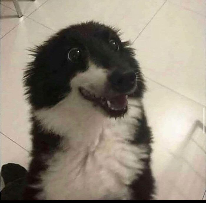 Am I Good Boii?really?