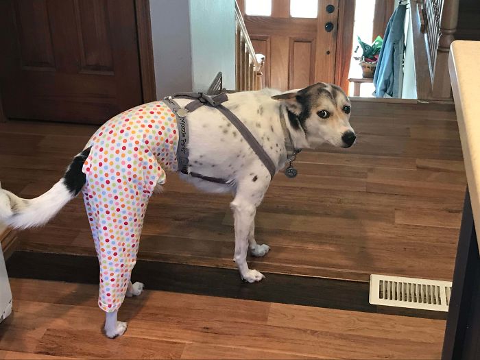 My Dog Just Had Surgery And Is Scared Of Her Cone, This Is My Moms Solution