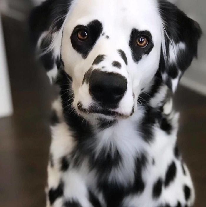 Meet Charly, The Heart-Eyed Beauty ?? Isn't He Gorgeous?