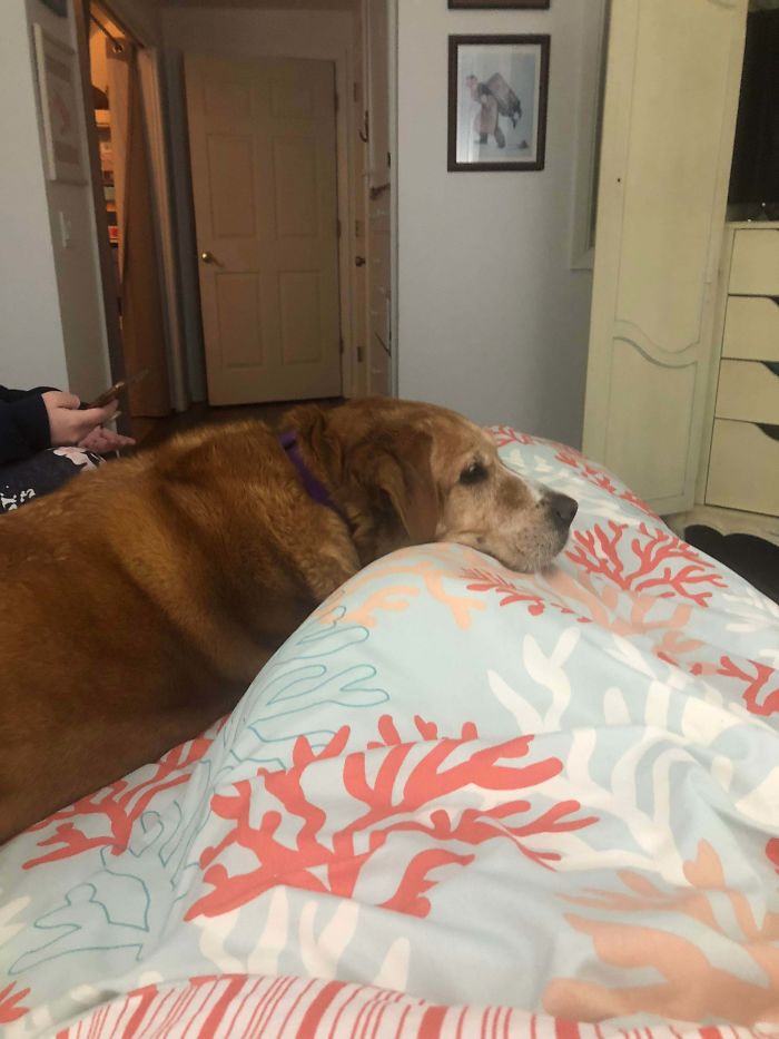 We Tested Smoke Detectors Yesterday. She Heard The Alarms And Ran Up The Stairs, Made It Past The Dog Gate, And Frantically Searched Every Room Looking For All Of Us. She Would Not Calm Down Until She Could Check Every Room. She Has Never Been Trained To Do This, But She Still Tried To Rescue Us