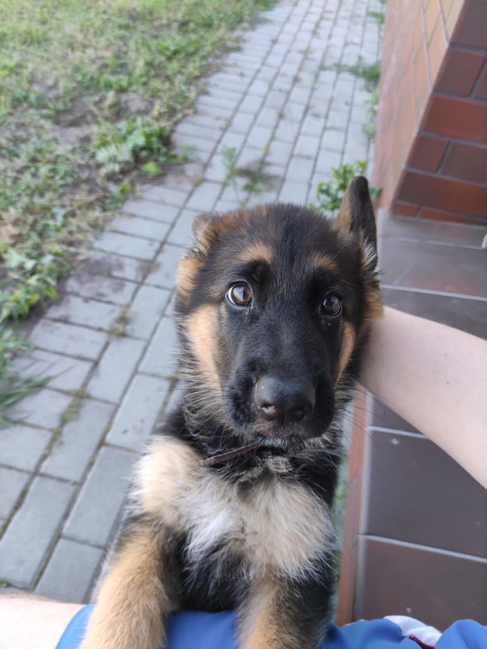 My Mom's Little Ankle Biter