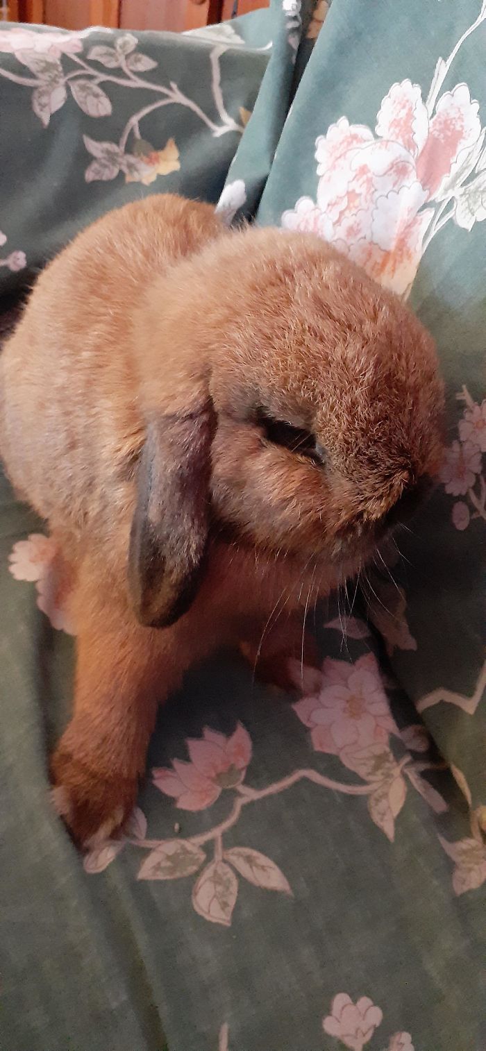 Found Him On The Side Of The Road. Meet Cinnabun