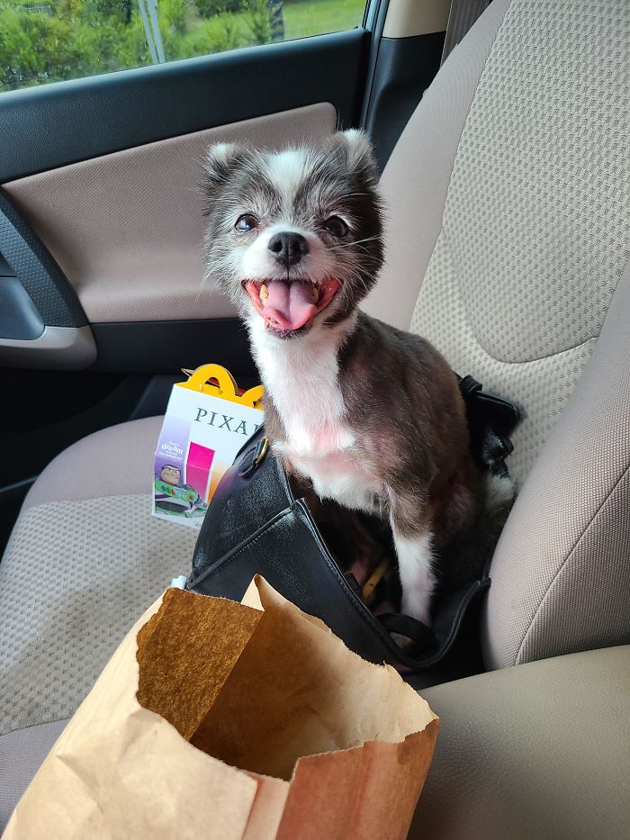 My Girl Is 11 Years Old But Will Always Be My Puppy!